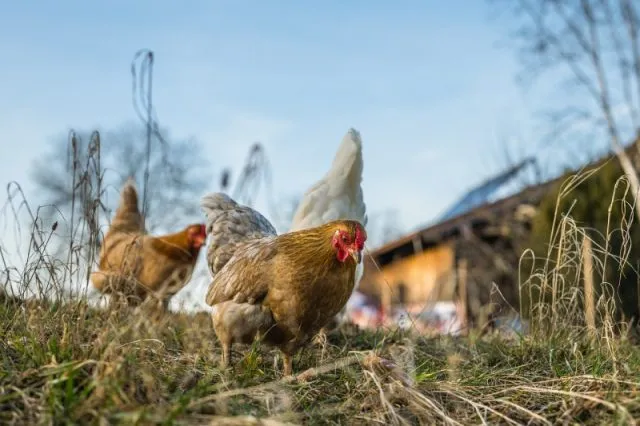 Kury w naszym ogrodzie - tajemnice utrzymania i zdrowego żywienia